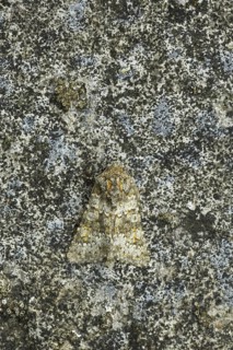 Insects
