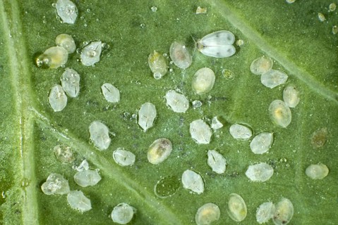 Cabbage moth scale insect