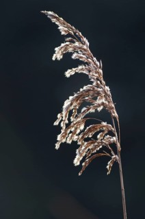 Common common reed