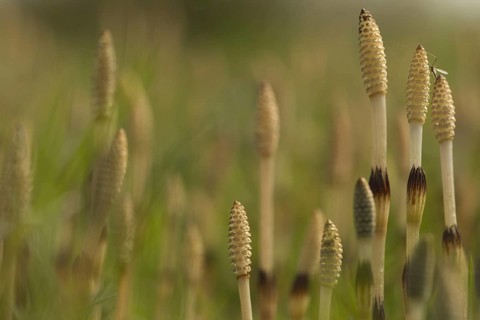 Field Horsetail