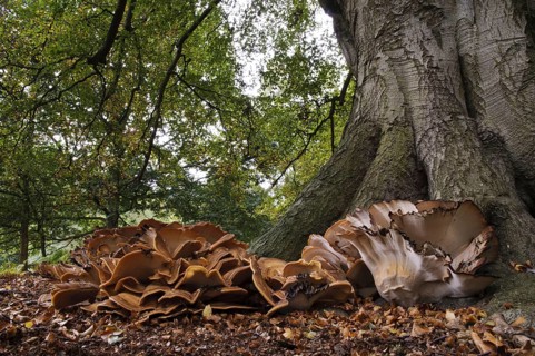 Giant Polypore