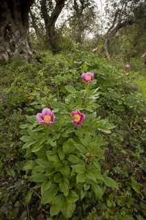 Flowering Western Peony