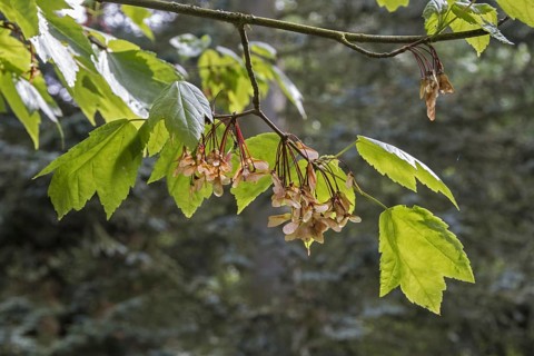 Leaf and fruit of Red Maple