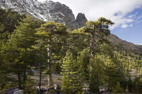 Pinus nigra laricio corsicanus