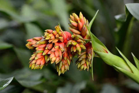Red-yellow Guzmania