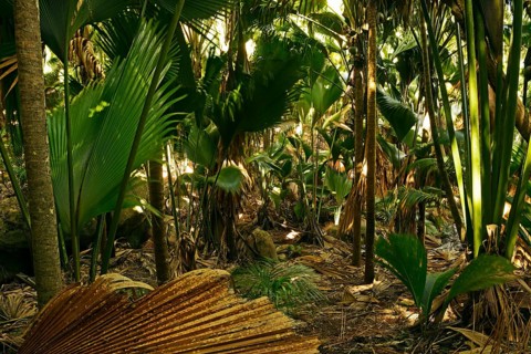Vegetation in Vallee de Mai National Park