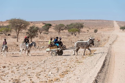 Donkey team and boys on donkeys