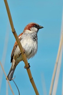 House sparrow