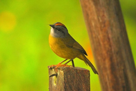 Golden-crowned Warbler