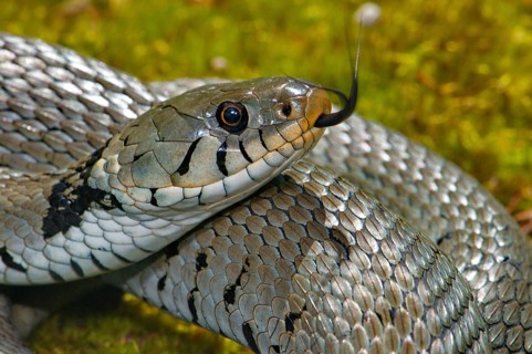 Barred ring snake