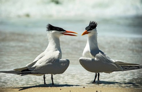 Royal tern