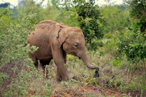 Sri Lankan elephant