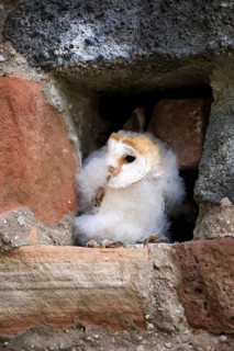 Barn Owl