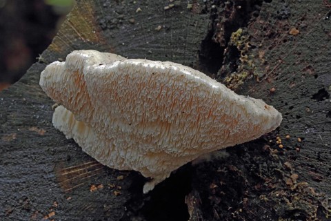 Thick-spined sponge porling