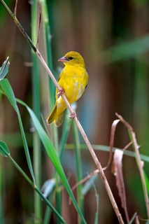 Yellow-bellied weaver
