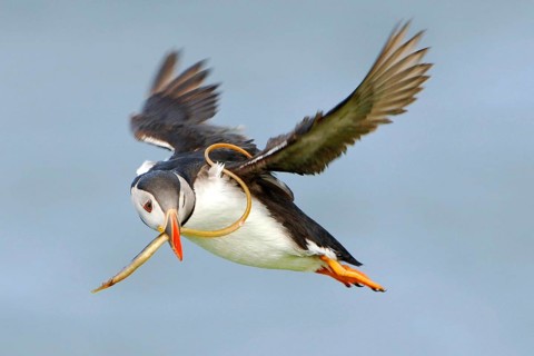 Puffin
