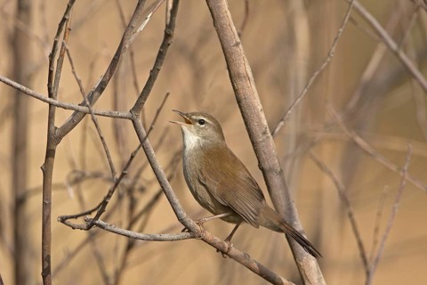 Cetti's Warbler