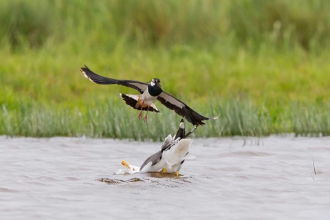 Northern Lapwing