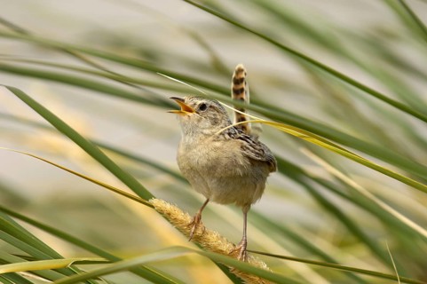 Falkland Sedge Wren