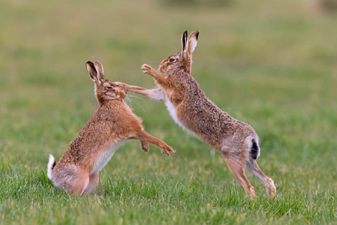 European Hare