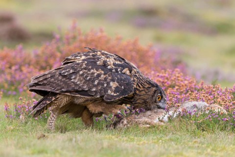 Eurasian eagle-owl