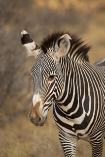 Grevy's grevy's zebra