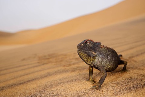 Namaqua Chameleon