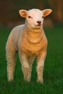 Domestic Sheep
