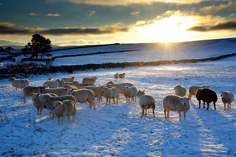 Domestic sheep