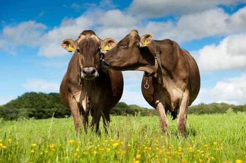 Domestic cattle