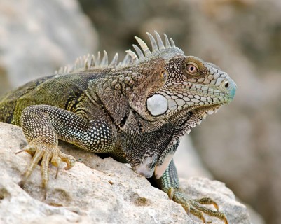 Green iguana