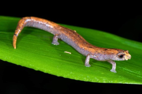 Adult Nauta mushroom tongue salamander