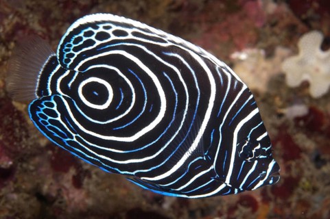 Emperor Angelfish