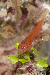 Greybeard goby