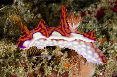 Other animals