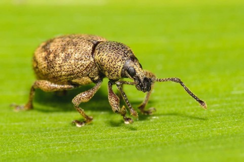 Black Vine Weevil
