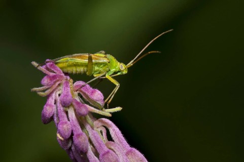 Adult potato capsid bug