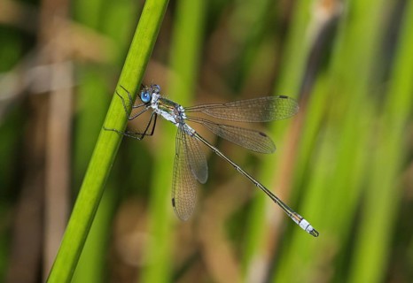 Emerald Damselfly