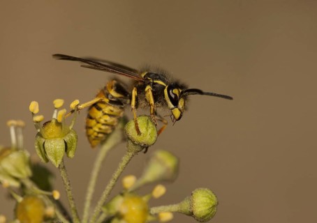 Common Wasp
