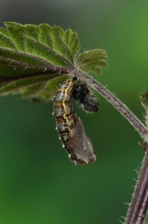 Larva of painted lady