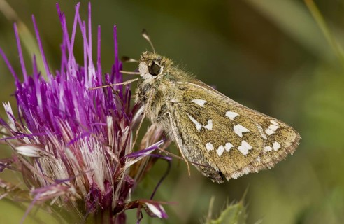 Silver-spotted Skipper
