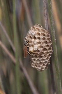 European paper wasp