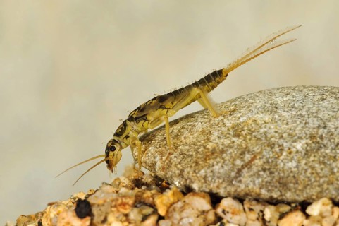 Large stonefly