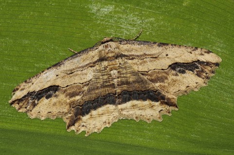 Menophira abruptaria