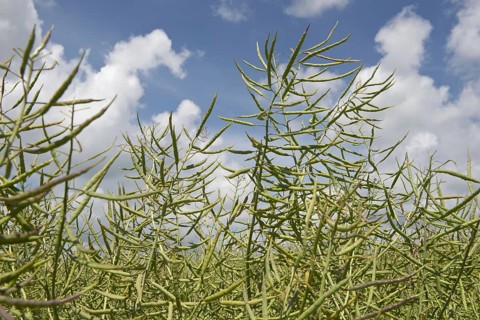 Oilseed rape or canola