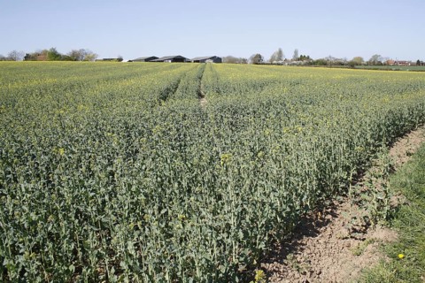 Oilseed Rape