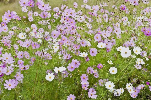 Mexican mexican aster
