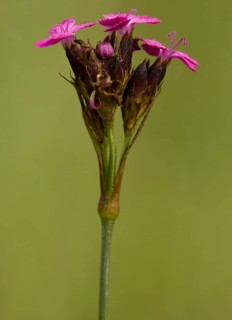 Wood pink