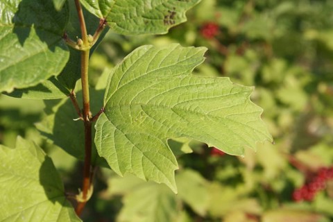 Guelder rose