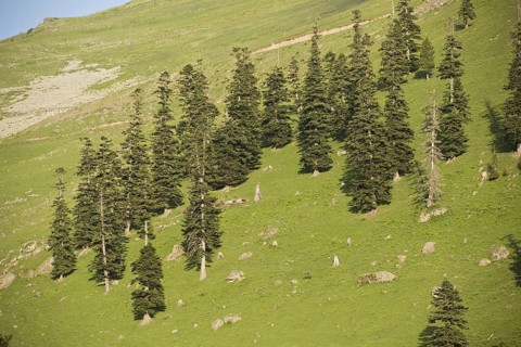 Caucasian Spruce